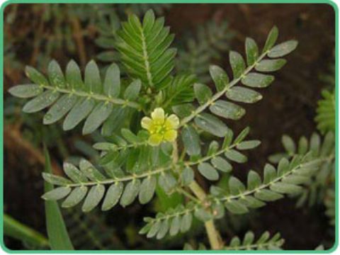 Tribulus Terrestris Saponin